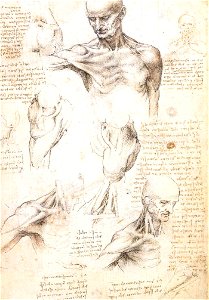 Leonardo da vinci, studi anatomici 1509-1510