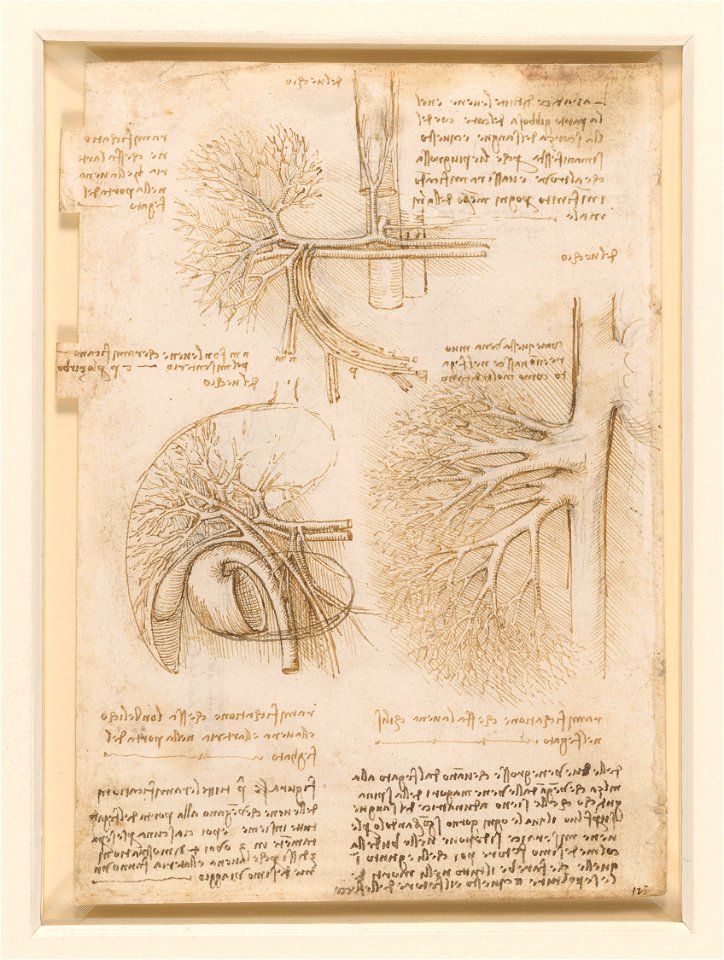 Leonardo da Vinci - RCIN 919051, Verso The vessels of the liver c.1508
