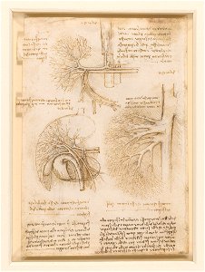 Leonardo da Vinci - RCIN 919051, Verso The vessels of the liver c.1508