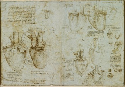 Leonardo da Vinci - RCIN 919073, Verso The heart and coronary vessels c.1511-13