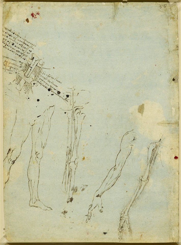 Leonardo da Vinci - RCIN 912613, Recto The bones and nerves of the arm