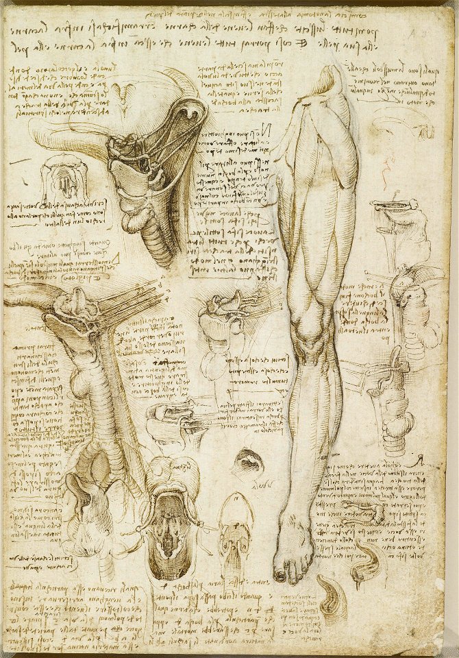 Leonardo da Vinci - RCIN 919002, Recto The throat, and the muscles of the leg