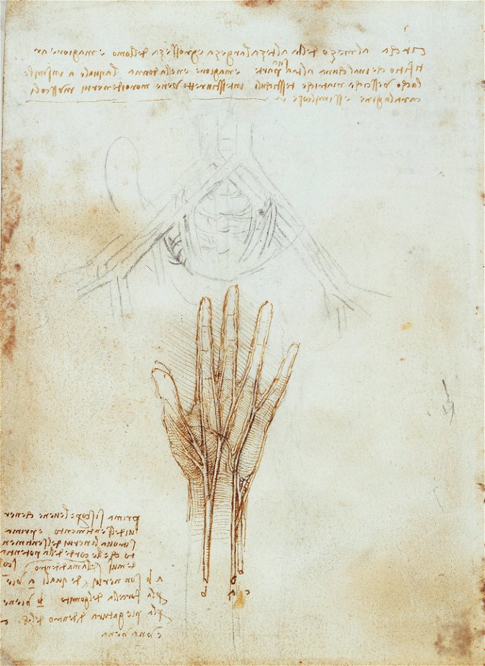 Leonardo da Vinci - RCIN 919025, Verso The nerves and arteries of the hand, and the pelvic vessels c.1508