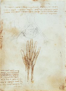 Leonardo da Vinci - RCIN 919025, Verso The nerves and arteries of the hand, and the pelvic vessels c.1508