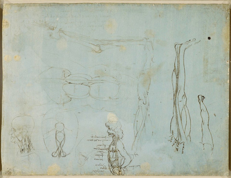 Leonardo da Vinci - RCIN 912627, Recto Miscellaneous anatomical studies