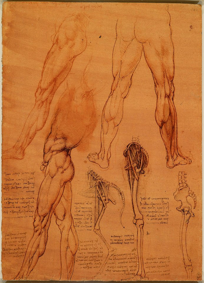 Leonardo da Vinci - RCIN 912625, The leg muscles and bones of man and horse c.1506-8