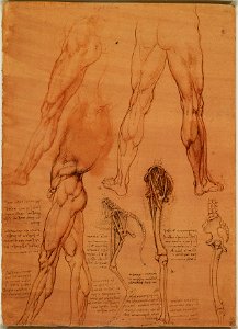 Leonardo da Vinci - RCIN 912625, The leg muscles and bones of man and horse c.1506-8