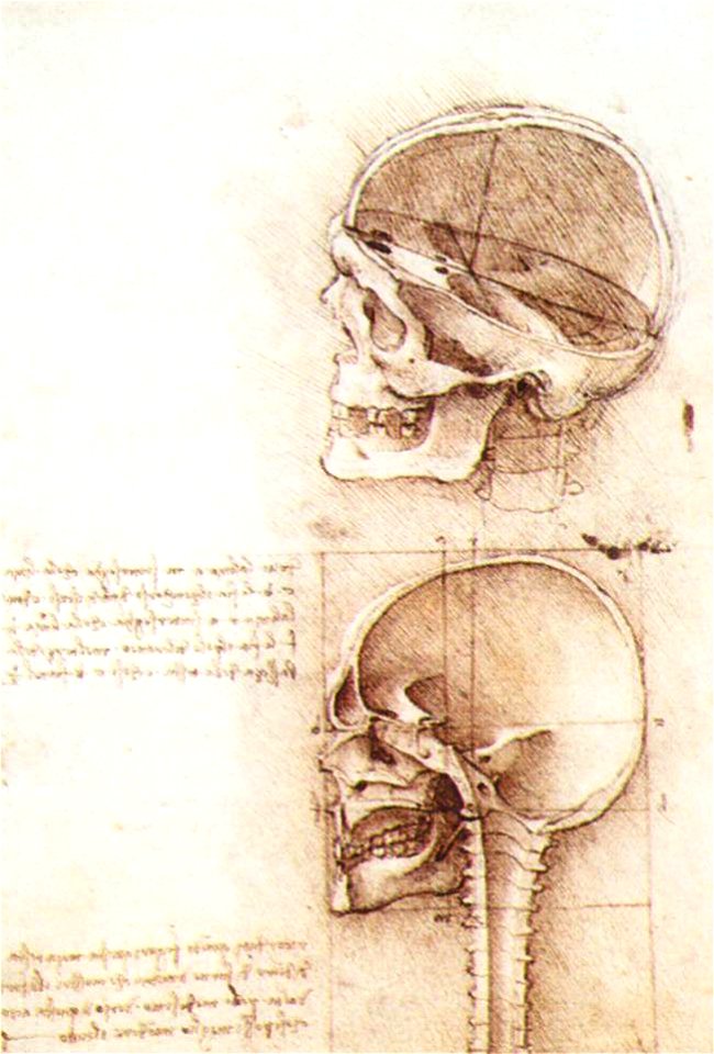 Leonardo da vinci, Studies of human skull