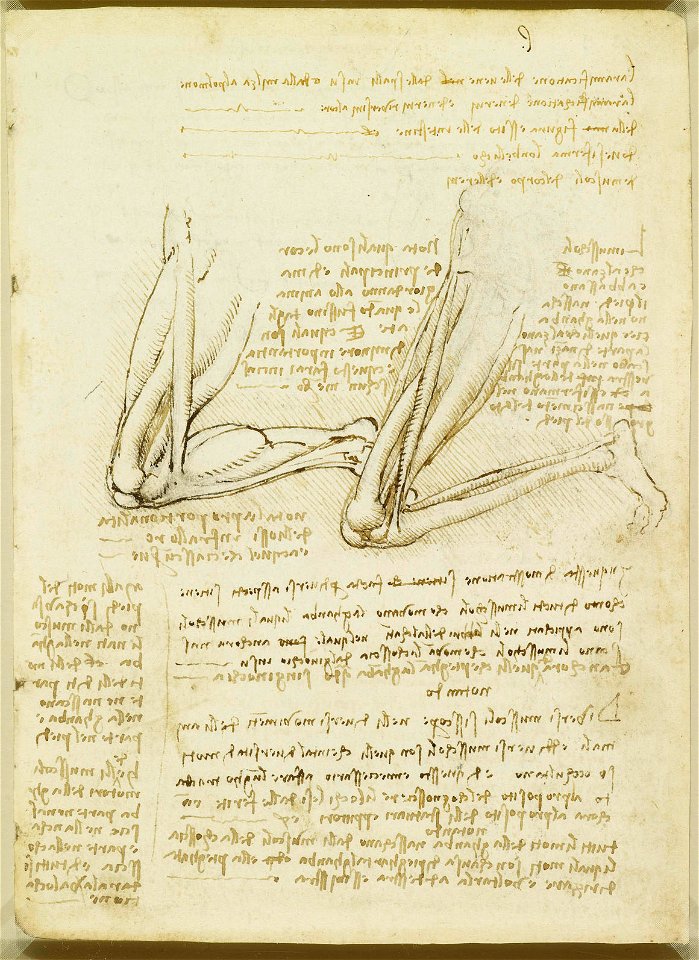 Leonardo da Vinci - RCIN 919037, Recto The muscles of the leg - Free ...