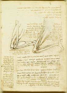 Leonardo da Vinci - RCIN 919037, Recto The muscles of the leg