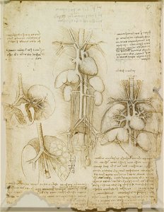 Leonardo da Vinci - RCIN 919104, Verso The heart, lungs and other organs c.1508