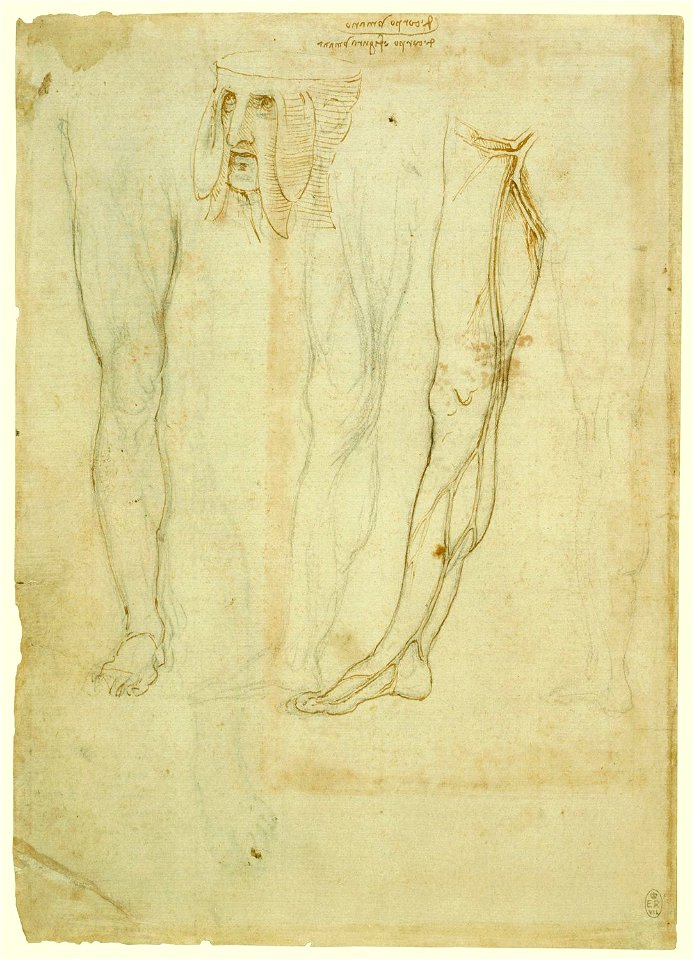 Leonardo da Vinci - RCIN 912624, Recto The vessels of the leg, and a monstrous head