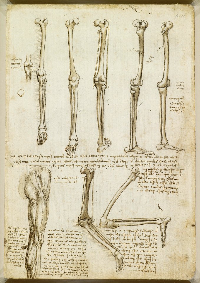 Leonardo da Vinci - RCIN 919008, Recto The bones and muscles of the leg