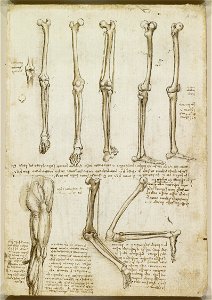 Leonardo da Vinci - RCIN 919008, Recto The bones and muscles of the leg