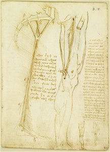Leonardo da Vinci - RCIN 919035, Recto The muscles and nerves of the leg