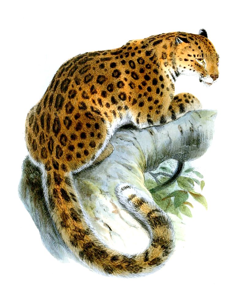 LeopardusJaponensisWolf