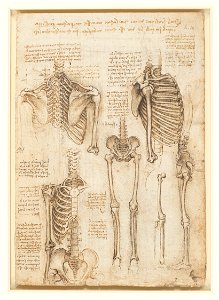 Leonardo da Vinci - RCIN 919012, Recto The skeleton