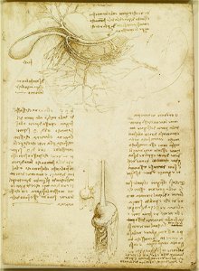 Leonardo da Vinci - RCIN 919039, Recto The stomach and related structures