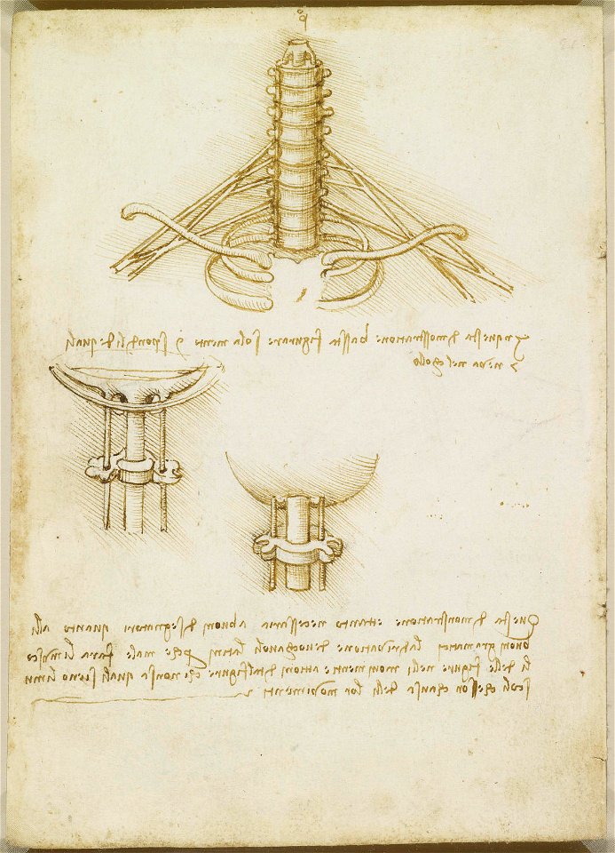 Leonardo da Vinci - RCIN 919021, Verso The brachial plexus c.1508
