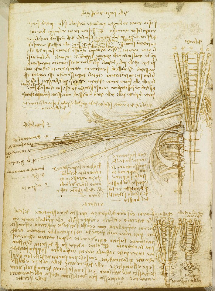 Leonardo da Vinci - RCIN 919020, Verso The brachial plexus c.1508