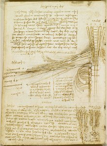 Leonardo da Vinci - RCIN 919020, Verso The brachial plexus c.1508