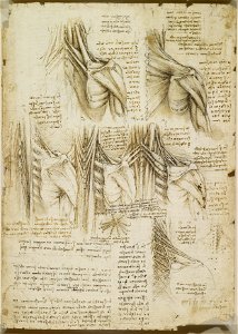 Leonardo da Vinci - RCIN 919015, Recto The muscles of the upper spine