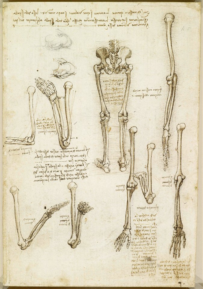 Leonardo da Vinci - RCIN 919004, Recto The bones of the arm and leg