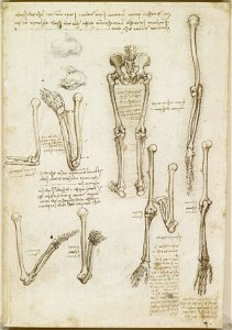 Leonardo da Vinci - RCIN 919004, Recto The bones of the arm and leg