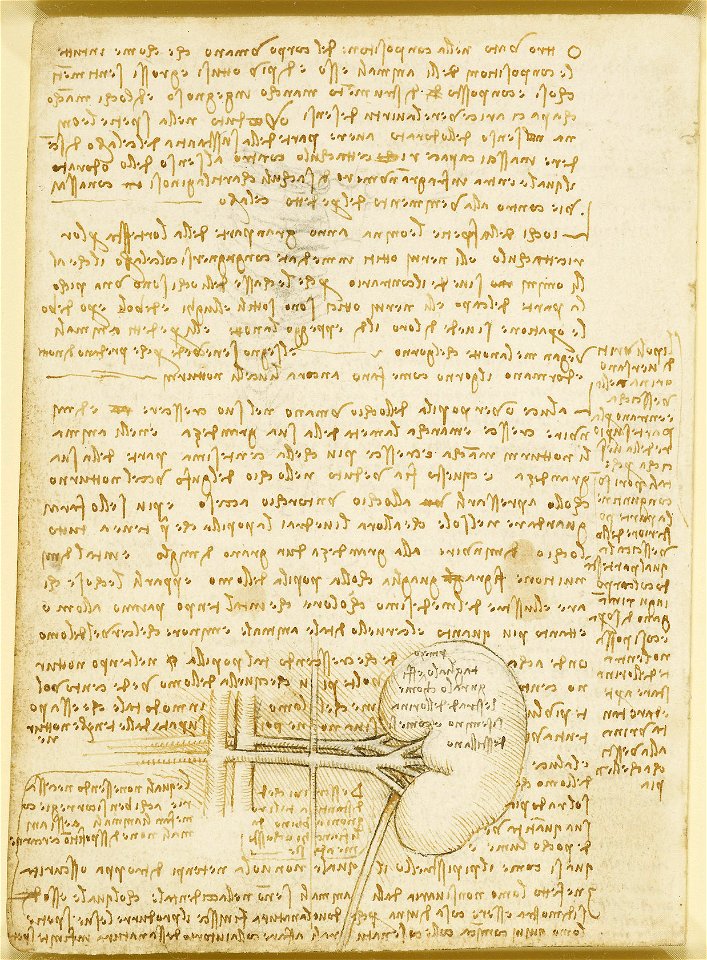 Leonardo da Vinci - RCIN 919030, Recto Notes on the human body and on animals and an indeterminate sketch