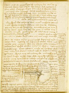Leonardo da Vinci - RCIN 919030, Recto Notes on the human body and on animals and an indeterminate sketch
