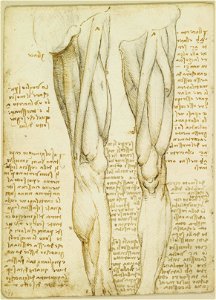 Leonardo da Vinci - RCIN 919035, Verso The muscles of the leg c.1508