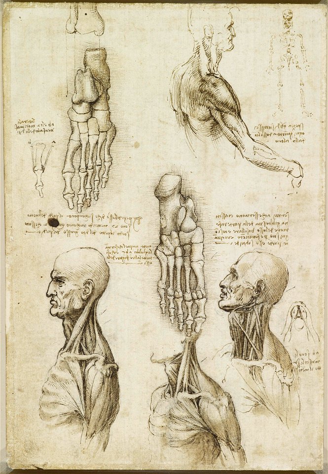 Leonardo da Vinci - RCIN 919002, Verso The bones of the foot, and the muscles of the neck c.1510-11