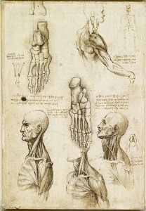 Leonardo da Vinci - RCIN 919002, Verso The bones of the foot, and the muscles of the neck c.1510-11
