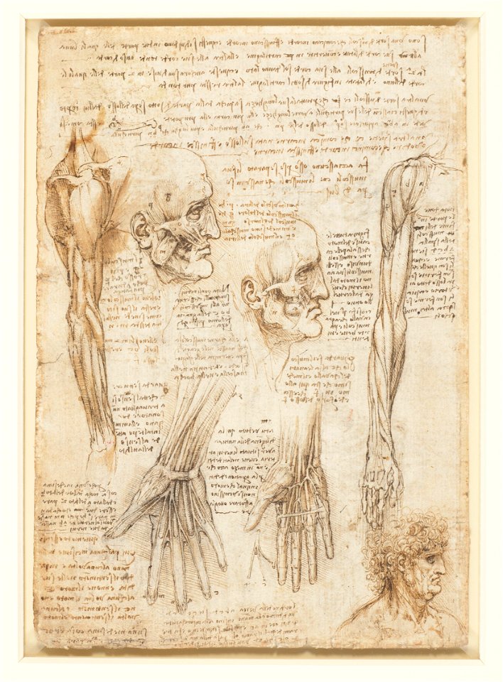 Leonardo da Vinci - RCIN 919012, Verso The muscles of the face and arm, and the nerves and veins of the hand c.1510-11