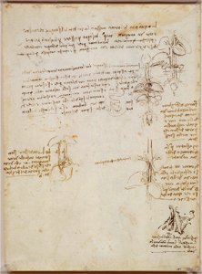Leonardo da Vinci - RCIN 919069, Recto Studies of the internal organs and great vessels