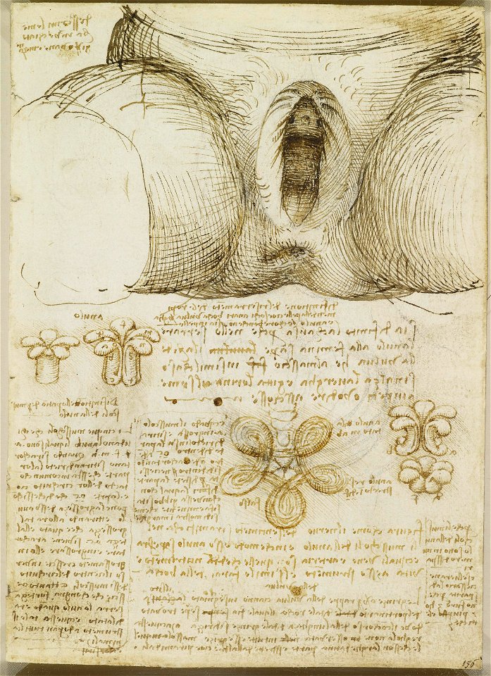 Leonardo da Vinci - RCIN 919095, Recto The vulva and anus