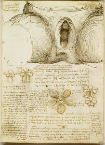 Leonardo da Vinci - RCIN 919095, Recto The vulva and anus