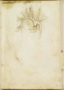 Leonardo da Vinci - RCIN 919050, Recto The arteries of the shoulder