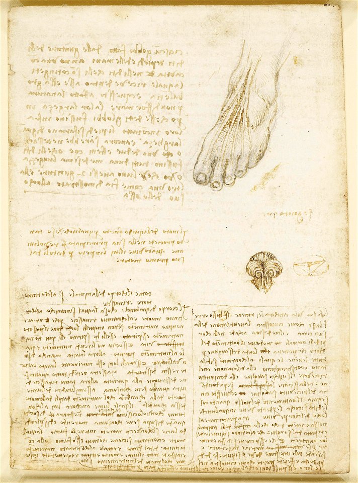 Leonardo da Vinci - RCIN 919045, Recto A study of the tendons of the foot, etc