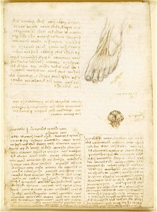 Leonardo da Vinci - RCIN 919045, Recto A study of the tendons of the foot, etc