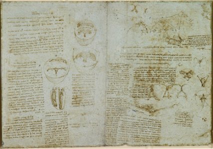 Leonardo da Vinci (1452-1519) - The skeleton (recto); The muscles