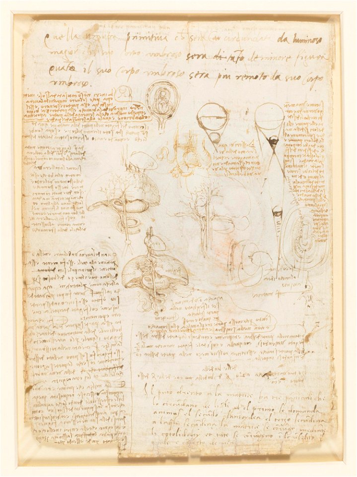 Leonardo da Vinci - RCIN 919102, Verso Notes on reproduction, with sketches of a fetus in utero, etc. c.1511