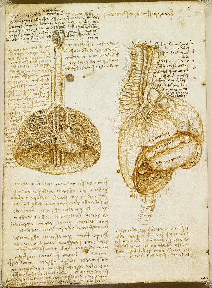 Leonardo da Vinci - RCIN 919054, Verso The lungs c.1508