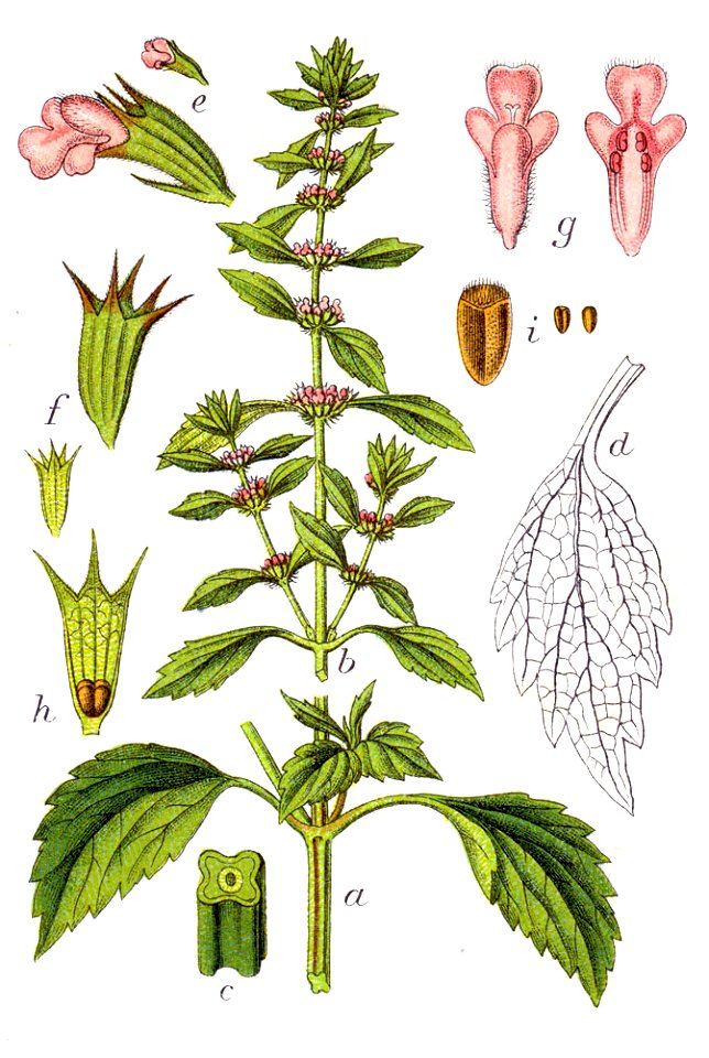 Leonurus marrubiastrum Sturm42