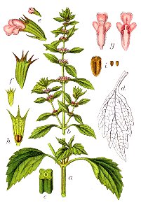 Leonurus marrubiastrum Sturm42