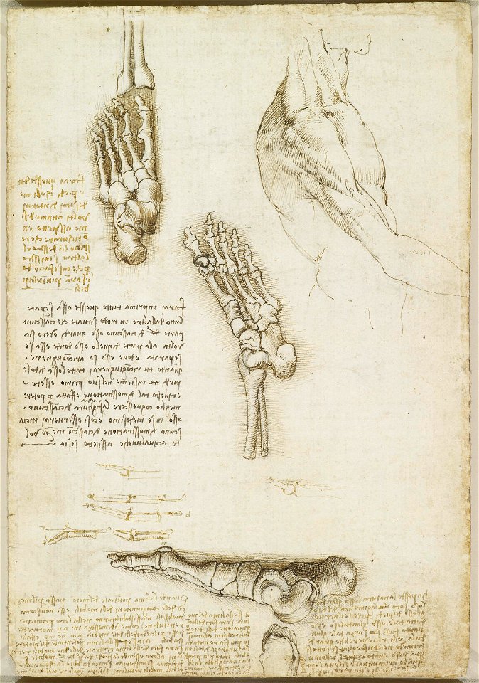 Leonardo da Vinci - RCIN 919000, Recto The bones of the foot