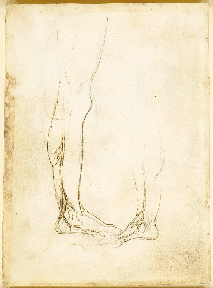 Leonardo Da Vinci - Rcin 919024, Verso The Vessels Of The Lower Leg C 