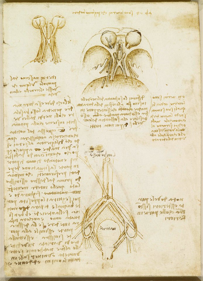 Leonardo da Vinci - RCIN 919052, The cranial nerves c.1508