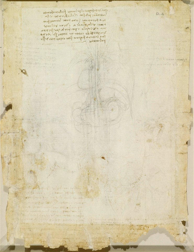 Leonardo da Vinci - RCIN 919104, Recto Studies of the heart, lungs, liver, spleen, etc