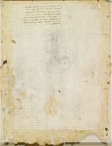 Leonardo da Vinci - RCIN 919104, Recto Studies of the heart, lungs, liver, spleen, etc